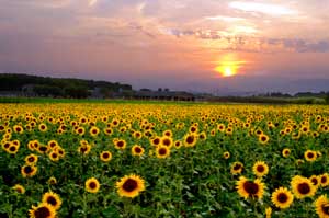 Sunset on a sunflower field in Emporda(Catalunya).